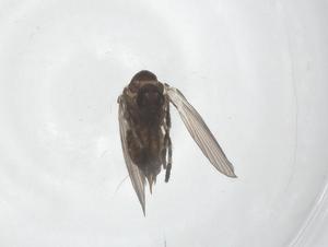  ( - CBG-A50717-A05)  @11 [ ] CreativeCommons - Attribution Share - Alike (2024) Centre for Biodiversity Genomics Centre for Biodiversity Genomics