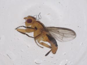  ( - CBG-A50752-B08)  @11 [ ] CreativeCommons - Attribution Share - Alike (2024) Centre for Biodiversity Genomics Centre for Biodiversity Genomics