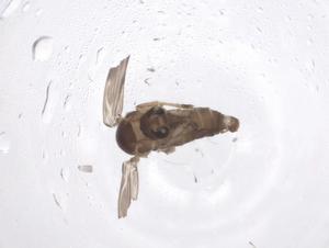  ( - CBG-A50752-G01)  @11 [ ] CreativeCommons - Attribution Share - Alike (2024) Centre for Biodiversity Genomics Centre for Biodiversity Genomics