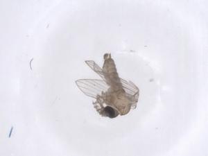  ( - CBG-A50780-C04)  @11 [ ] CreativeCommons - Attribution Share - Alike (2024) Centre for Biodiversity Genomics Centre for Biodiversity Genomics