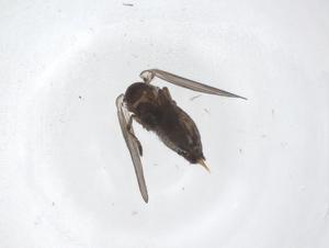  ( - CBG-A50785-G02)  @11 [ ] CreativeCommons - Attribution Share - Alike (2024) Centre for Biodiversity Genomics Centre for Biodiversity Genomics