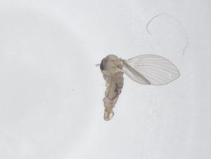  ( - CBG-A50843-A06)  @11 [ ] CreativeCommons - Attribution Share - Alike (2024) Centre for Biodiversity Genomics Centre for Biodiversity Genomics