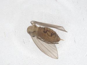  ( - CBG-A50874-B12)  @11 [ ] CreativeCommons - Attribution Share - Alike (2024) Centre for Biodiversity Genomics Centre for Biodiversity Genomics