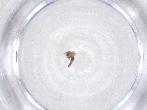  ( - CBG-A50900-G05)  @11 [ ] CreativeCommons - Attribution Share - Alike (2024) Centre for Biodiversity Genomics Centre for Biodiversity Genomics