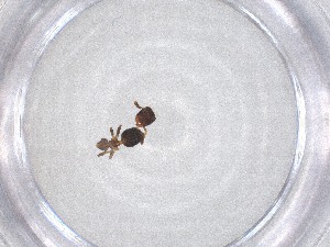 ( - CBG-A50906-E08)  @11 [ ] CreativeCommons - Attribution Share - Alike (2024) Centre for Biodiversity Genomics Centre for Biodiversity Genomics