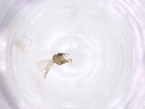  ( - CBG-A51432-H10)  @11 [ ] CreativeCommons - Attribution Share - Alike (2024) Centre for Biodiversity Genomics Centre for Biodiversity Genomics