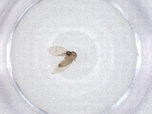  ( - CBG-A51433-D08)  @11 [ ] CreativeCommons - Attribution Share - Alike (2024) Centre for Biodiversity Genomics Centre for Biodiversity Genomics