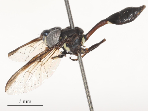  ( - CBG-A51885-D03)  @11 [ ] CreativeCommons - Attribution Share - Alike (2024) CBG Photography Group Centre for Biodiversity Genomics