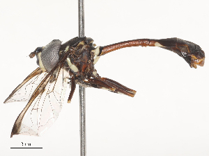  ( - CBG-A51885-D04)  @11 [ ] CreativeCommons - Attribution Share - Alike (2024) CBG Photography Group Centre for Biodiversity Genomics