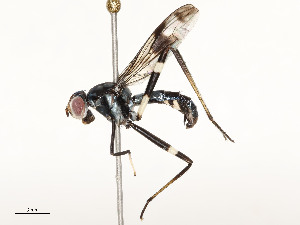  ( - CBG-A59541-E10)  @11 [ ] CreativeCommons - Attribution Share - Alike (2025) CBG Photography Group Centre for Biodiversity Genomics