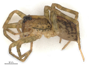  (Lycosinae - CBG-A59545-F12)  @11 [ ] CreativeCommons - Attribution Share - Alike (2025) CBG Photography Group Centre for Biodiversity Genomics