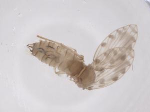  (Alepia bisubulata - CBG-A68567-G08)  @11 [ ] CreativeCommons - Attribution Share - Alike (2025) Centre for Biodiversity Genomics Centre for Biodiversity Genomics