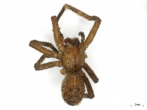  ( - CBG-A69561-H03)  @11 [ ] CreativeCommons - Attribution Share - Alike (2025) CBG Photography Group Centre for Biodiversity Genomics