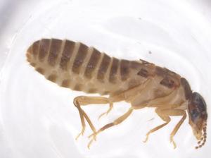  ( - CBG-B01080-G01)  @11 [ ] CreativeCommons - Attribution Share - Alike (2025) Centre for Biodiversity Genomics Centre for Biodiversity Genomics