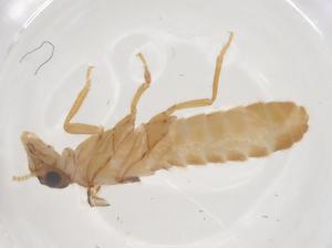  ( - CBG-B01081-B09)  @11 [ ] CreativeCommons - Attribution Share - Alike (2025) Centre for Biodiversity Genomics Centre for Biodiversity Genomics