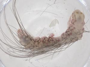  ( - CBG-B01081-C03)  @11 [ ] CreativeCommons - Attribution Share - Alike (2025) Centre for Biodiversity Genomics Centre for Biodiversity Genomics