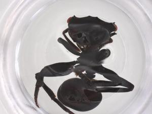  ( - CBG-B15321-A06)  @11 [ ] CreativeCommons - Attribution Share - Alike (2025) Centre for Biodiversity Genomics Centre for Biodiversity Genomics