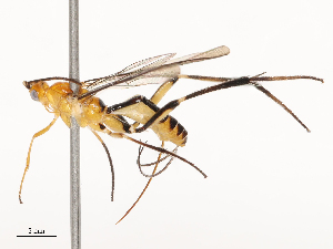  ( - CBG-B15687-C10)  @11 [ ] CreativeCommons - Attribution Share - Alike (2025) CBG Photography Group Centre for Biodiversity Genomics