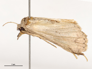  ( - CBG-B21842-B06)  @11 [ ] CreativeCommons - Attribution Share - Alike (2025) CBG Photography Group Centre for Biodiversity Genomics