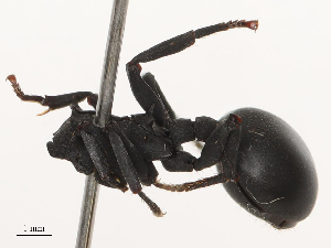  ( - CBG-B21860-C06)  @11 [ ] CreativeCommons - Attribution Share - Alike (2025) CBG Photography Group Centre for Biodiversity Genomics