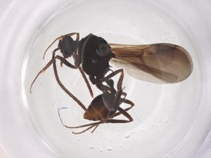  ( - CBG-B22211-A08)  @11 [ ] CreativeCommons - Attribution Share - Alike (2025) Centre for Biodiversity Genomics Centre for Biodiversity Genomics