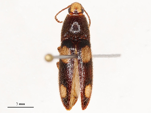  ( - CBG-B22922-H02)  @11 [ ] CreativeCommons - Attribution Share - Alike (2025) CBG Photography Group Centre for Biodiversity Genomics