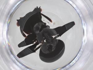  ( - CBG-B23770-D09)  @11 [ ] CreativeCommons - Attribution Share - Alike (2025) Centre for Biodiversity Genomics Centre for Biodiversity Genomics