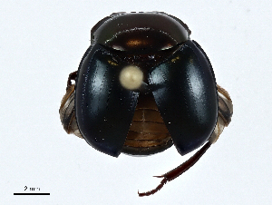  ( - CBG-A01167-A09)  @11 [ ] CreativeCommons - Attribution (2023) CBG Photography Group Centre for Biodiversity Genomics