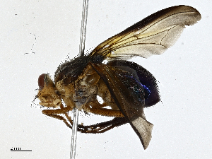  ( - CBG-A01206-F03)  @11 [ ] CreativeCommons - Attribution (2023) CBG Photography Group Centre for Biodiversity Genomics