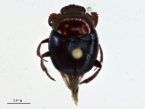  ( - CBG-A01222-B01)  @11 [ ] CreativeCommons - Attribution (2023) CBG Photography Group Centre for Biodiversity Genomics