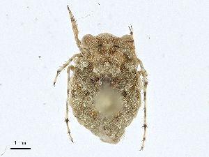  (Gelastocoris flavus - CBG-A01222-C10)  @11 [ ] CreativeCommons - Attribution (2023) CBG Photography Group Centre for Biodiversity Genomics