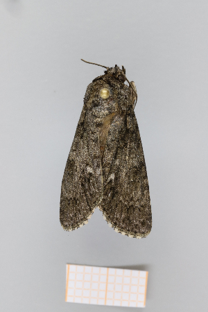  ( - PF22153)  @11 [ ] by-nc-sa (2024) Brigitte Gottsberger University of Vienna, Department of Botany and Biodiversity Research