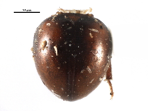  ( - CCDB-24288-E10)  @11 [ ] CreativeCommons - Attribution (2015) CBG Photography Group Centre for Biodiversity Genomics