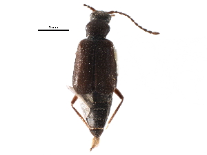  ( - CCDB-24288-F05)  @11 [ ] CreativeCommons - Attribution (2015) CBG Photography Group Centre for Biodiversity Genomics