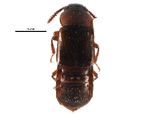  ( - CCDB-24288-G05)  @11 [ ] CreativeCommons - Attribution (2015) CBG Photography Group Centre for Biodiversity Genomics