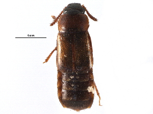  ( - CCDB-24288-G07)  @11 [ ] CreativeCommons - Attribution (2015) CBG Photography Group Centre for Biodiversity Genomics