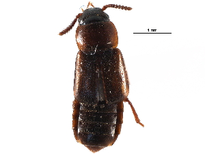  ( - CCDB-24288-G08)  @11 [ ] CreativeCommons - Attribution (2015) CBG Photography Group Centre for Biodiversity Genomics