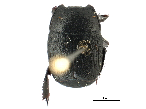  ( - CCDB-24289-D04)  @11 [ ] CreativeCommons - Attribution (2015) CBG Photography Group Centre for Biodiversity Genomics