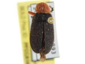  (Chariessa elegans - CCDB-24289-D10)  @11 [ ] CreativeCommons - Attribution (2015) CBG Photography Group Centre for Biodiversity Genomics