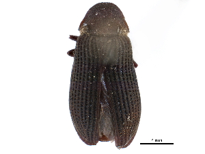  ( - CCDB-28928-B02)  @11 [ ] CreativeCommons - Attribution (2015) CBG Photography Group Centre for Biodiversity Genomics