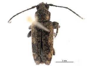 ( - CCDB-28928-D06)  @11 [ ] CreativeCommons - Attribution (2015) CBG Photography Group Centre for Biodiversity Genomics