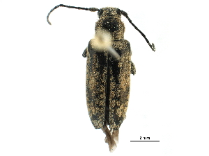  ( - CCDB-28928-D07)  @11 [ ] CreativeCommons - Attribution (2015) CBG Photography Group Centre for Biodiversity Genomics