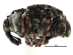  ( - CCDB-28928-G04)  @11 [ ] CreativeCommons - Attribution (2015) CBG Photography Group Centre for Biodiversity Genomics