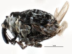  ( - CCDB-28928-G05)  @11 [ ] CreativeCommons - Attribution (2015) CBG Photography Group Centre for Biodiversity Genomics