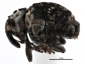  ( - CCDB-28928-G06)  @11 [ ] CreativeCommons - Attribution (2015) CBG Photography Group Centre for Biodiversity Genomics