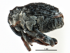  ( - CCDB-28928-G07)  @11 [ ] CreativeCommons - Attribution (2015) CBG Photography Group Centre for Biodiversity Genomics