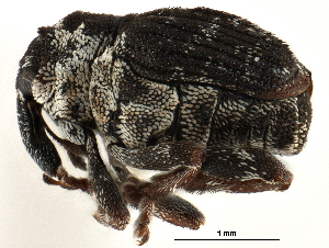  ( - CCDB-28928-G08)  @11 [ ] CreativeCommons - Attribution (2015) CBG Photography Group Centre for Biodiversity Genomics