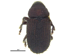  ( - CCDB-28929-A08)  @11 [ ] CreativeCommons - Attribution (2015) CBG Photography Group Centre for Biodiversity Genomics