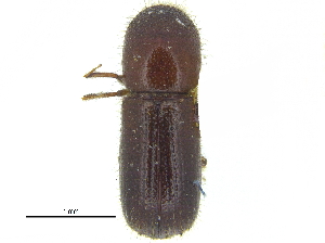  ( - CCDB-28929-F09)  @11 [ ] CreativeCommons - Attribution (2015) CBG Photography Group Centre for Biodiversity Genomics