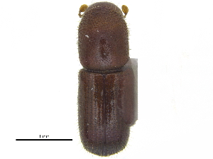  (Xyleborus xylographus - CCDB-28929-G01)  @11 [ ] CreativeCommons - Attribution (2015) CBG Photography Group Centre for Biodiversity Genomics